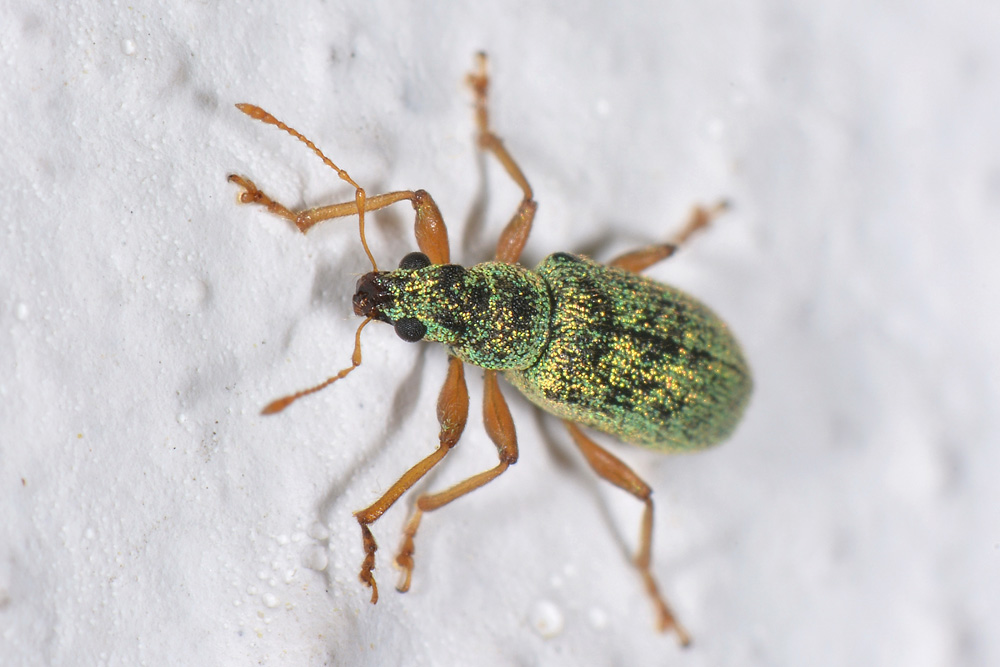 Curculionidae: Polydrusus pterygomalis